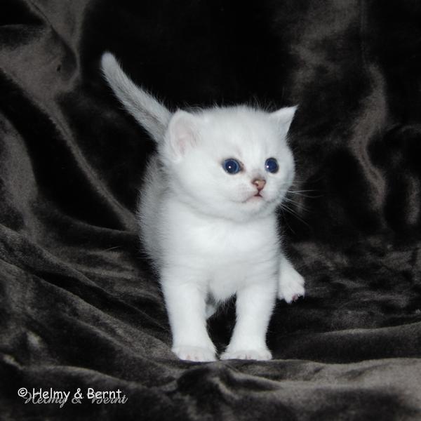 S*Esteticas Valdemar 4 weeks - nr 1