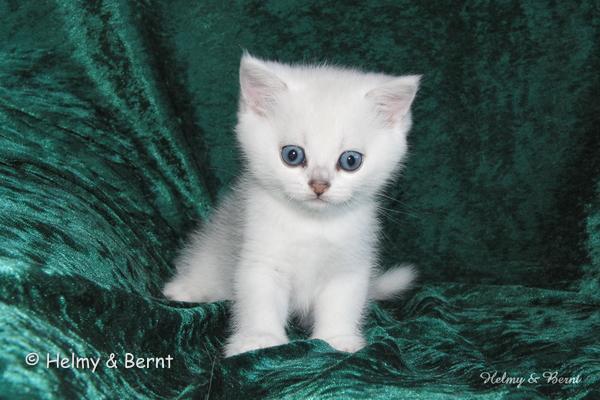 S*Esteticas Valdemar 6 weeks - nr 1