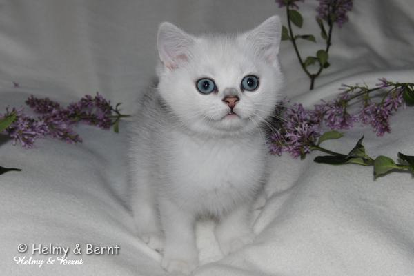 S*Esteticas Valdemar 8 weeks - nr 2