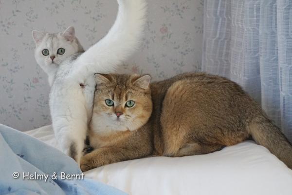 Viva Vogue Vivien Leigh (Viva) 5,5 months and Viva Vogue Ocean (Ochi) 10,5 months - nr 1