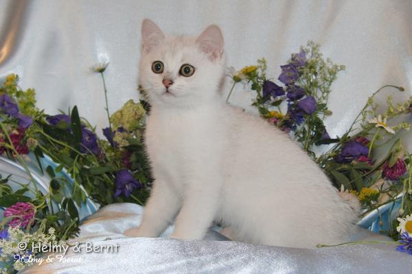 CH S*Esteticas Volmar 12 weeks - nr 1
