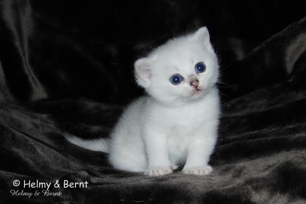 CH S*Esteticas Volmar 4 weeks - nr 1
