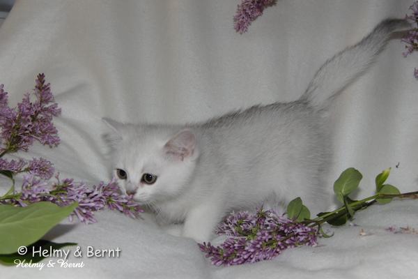 CH S*Esteticas Volmar 8 weeks - nr 1