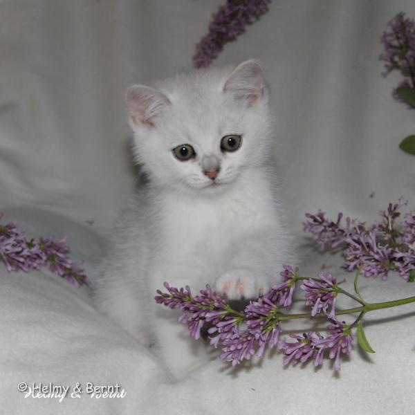 CH S*Esteticas Volmar 8 weeks - nr 2