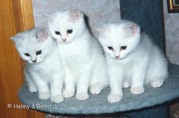 S*Esteticas Xenedra (Mia), S*Esteticas Xerxes and CH&PR S*Esteticas Xenon (Churchill) 11 weeks