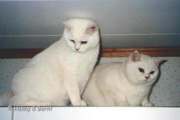CH&PR S*Esteticas Xenon (Churchill) and IP S*Esteticas Qurtis (Kurt)