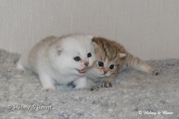 SC S*Esteticas Xera (Siiri) and S*Esteticas Xibell (Xibell) 3 weeks - nr 1
