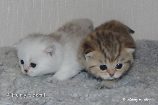 SC S*Esteticas Xera (Siiri) and S*Esteticas Xibell (Xibell) 3 weeks - nr 2