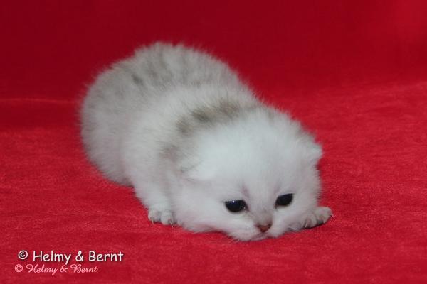 SC S*Esteticas Xera (Siiri) 2 weeks - nr 1