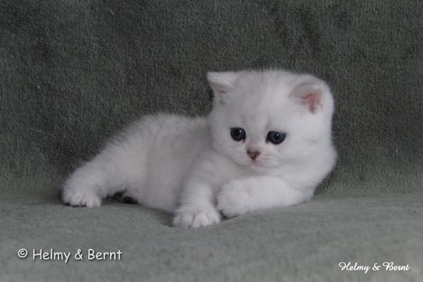 SC S*Esteticas Xera (Siiri) 5 weeks - nr 1