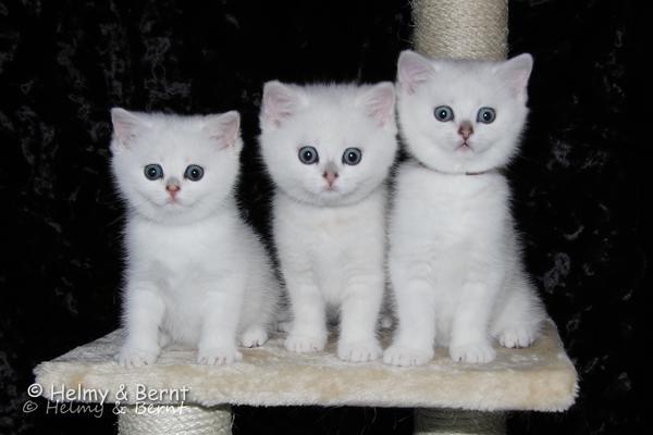 S*Esteticas Ylang-Ylang (Ylang), S*Esteticas Yoshi (Yoshi) and S*Esteticas Yoda (Yoda) 7 weeks - nr 1