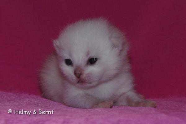 S*Esteticas Yoda (Yoda) 1 week - nr 1