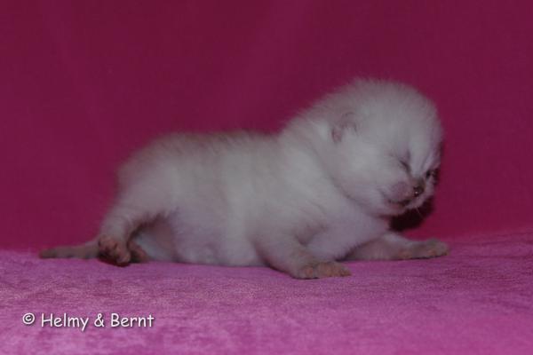 S*Esteticas Yoda (Yoda) 1 week - nr 2