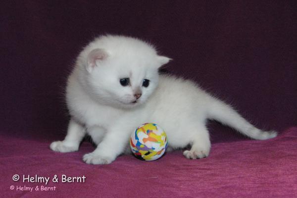 S*Esteticas Yoda (Yoda) 3 weeks - nr 1