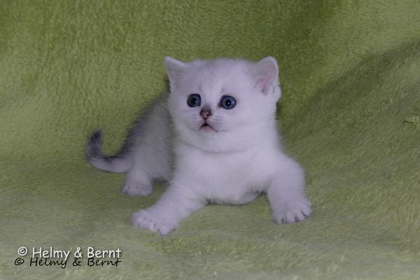 S*Esteticas Yoda (Yoda) 5 weeks - nr 1