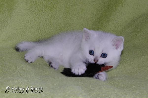 S*Esteticas Yoda (Yoda) 5 weeks - nr 2
