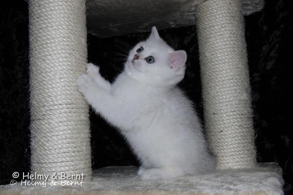 S*Esteticas Yoda (Yoda) 7 weeks - nr 1