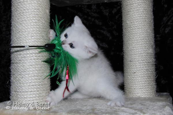 S*Esteticas Yoda (Yoda) 7 weeks - nr 2