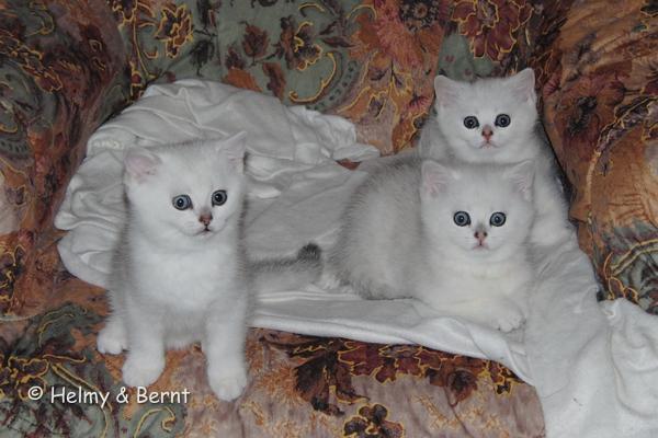 S*Esteticas Yoda (Yoda), S*Esteticas Yoshi (Yoshi) and S*Esteticas Ylang-Ylang (Ylang) 8 weeks