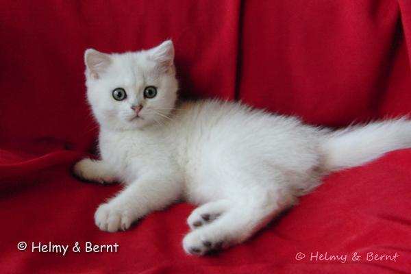S*Esteticas Yoshi (Yoshi) 11 weeks - nr 1