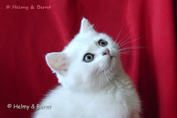 S*Esteticas Yoshi (Yoshi) 11 weeks - nr 2