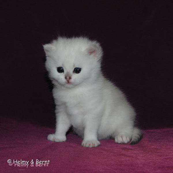 S*Esteticas Yoshi (Yoshi) 3 weeks - nr 1