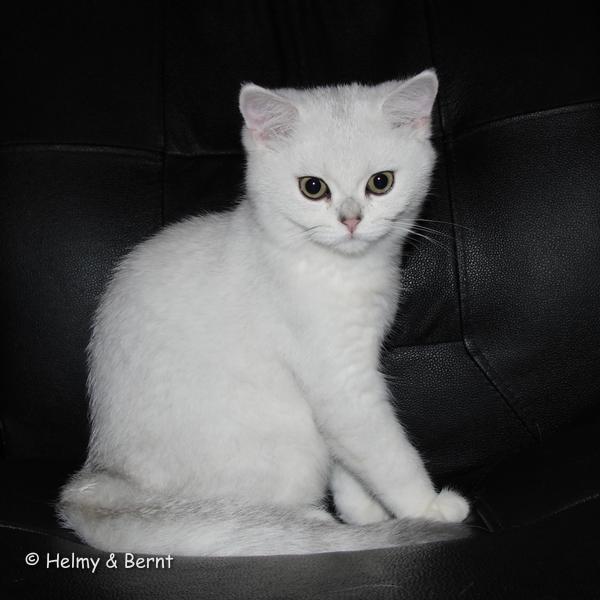 S*Esteticas Yoshi (Yoshi) 4 months - nr 1