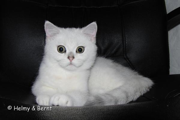 S*Esteticas Yoshi (Yoshi) 4 months - nr 2