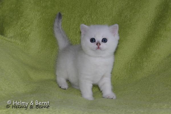 S*Esteticas Yoshi (Yoshi) 5 weeks - nr 1