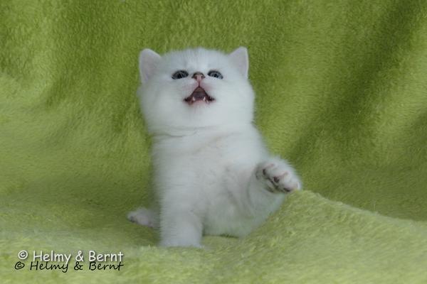 S*Esteticas Yoshi (Yoshi) 5 weeks - nr 2