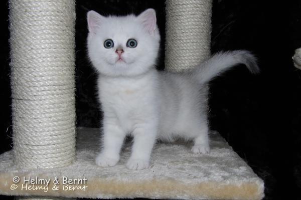 S*Esteticas Yoshi (Yoshi) 7 weeks - nr 1