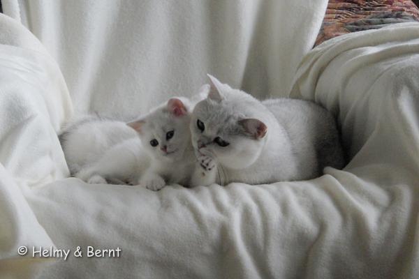 S*Esteticas Yoshi (Yoshi) 8 weeks and S*Esteticas Unessa (Unessa)