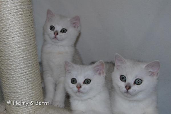 S*Esteticas Yoshi (Yoshi), S*Esteticas Ylang-Ylang (Ylang) and S*Esteticas Yoda (Yoda) 10 weeks - nr 1