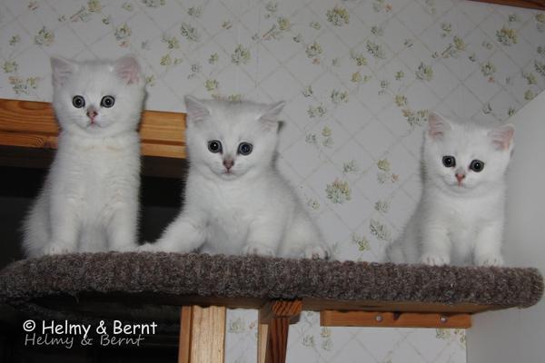 S*Esteticas Yoshi (Yoshi), S*Esteticas Yoda (Yoda) and S*Esteticas Ylang-Ylang (Ylang) 9 weeks - nr 2