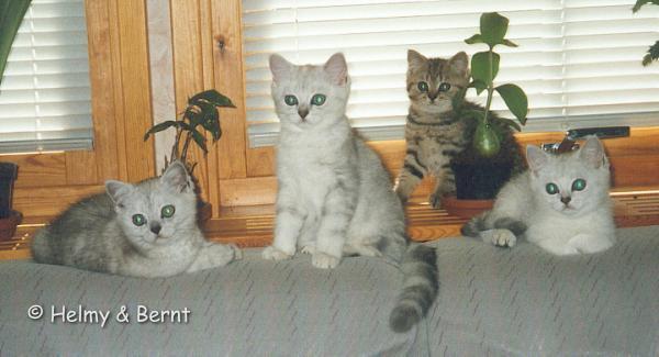 S*Esteticas Ypsilon (Ypsi), S*Esteticas Ymer, IC S*Esteticas Ywette (Ywette) and Yngvie 14 weeks