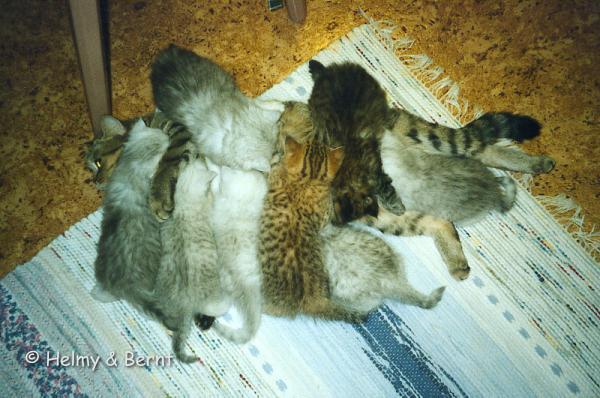 IC S*Esteticas Ywette (Ywette) med Z-litter-, A-litter- and B-litter- 6 weeks