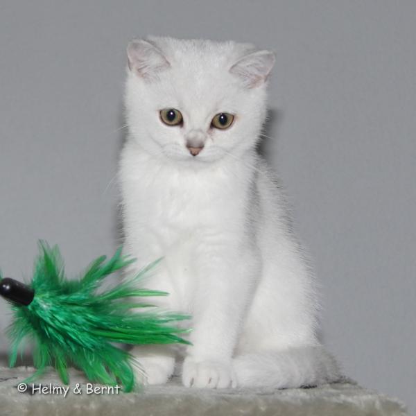 S*Esteticas Zafir 15 weeks - nr 1