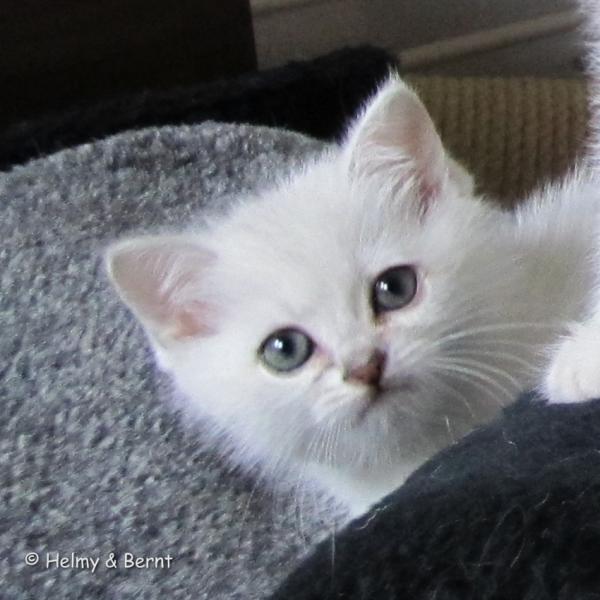 S*Esteticas Zafir 7 weeks