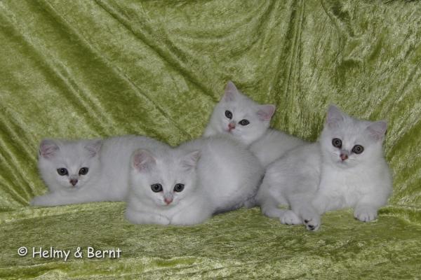 S*Esteticas Zafir, S*Esteticas Zimba, S*Esteticas Zazo and S*Esteticas Zinnea (Zinnea) 11 weeks - nr 1