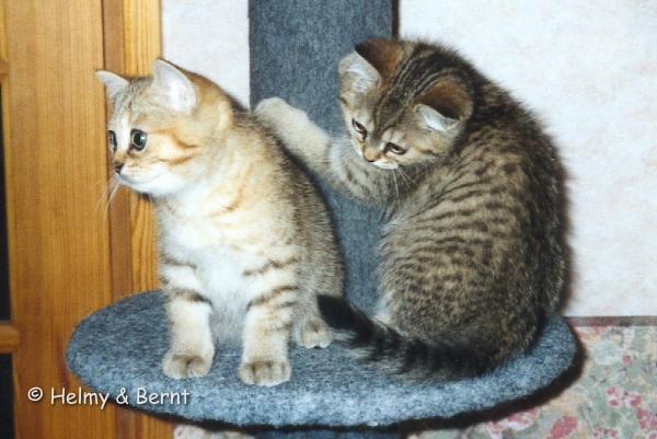 IC&PR S*Esteticas Zed (Zed) and S*Esteticas Zorro 2 months