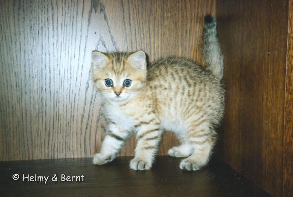 IC&PR S*Esteticas Zed (Zed) 8 weeks