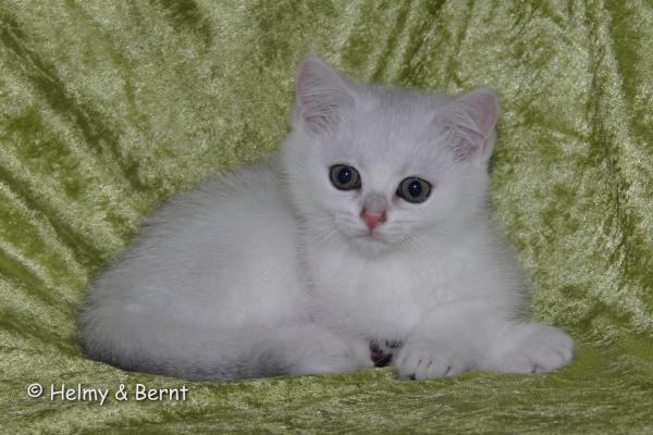 S*Esteticas Zimba 11 weeks - nr 1