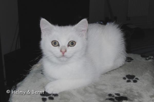 S*Esteticas Zimba 13 weeks - nr 1