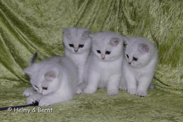 S*Esteticas Zimba, S*Esteticas Zinnea (Zinnea), S*Esteticas Zazo and S*Esteticas Zafir 11 weeks - nr 2