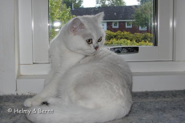 S*Esteticas Zinnea (Zinnea) 1,5 years - nr 9