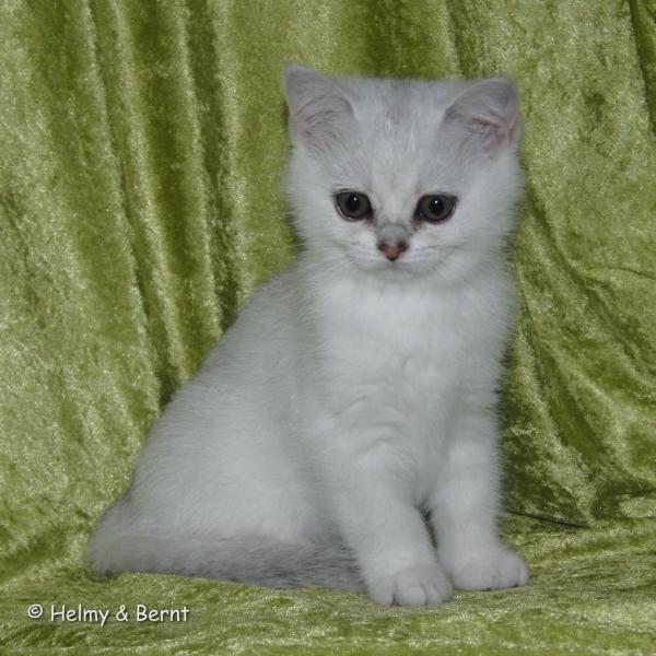 S*Esteticas Zinnea (Zinnea) 11 weeks - nr 1