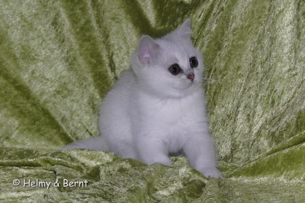 S*Esteticas Zinnea (Zinnea) 11 weeks - nr 2