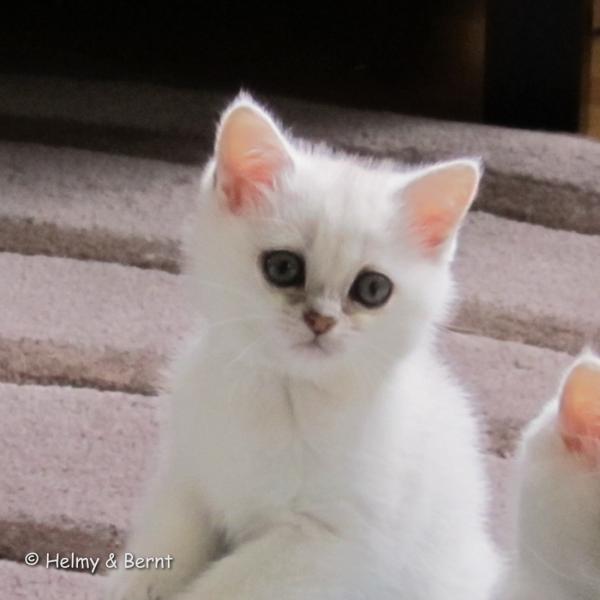 S*Esteticas Zinnea (Zinnea) 2 months