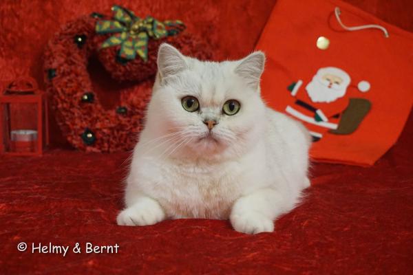 S*Esteticas Zinnea (Zinnea) 5,5 years Christmas 2017 - nr 1