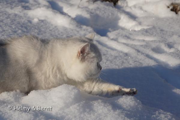 S*Esteticas Zinnea (Zinnea) 9 years snow - nr 3